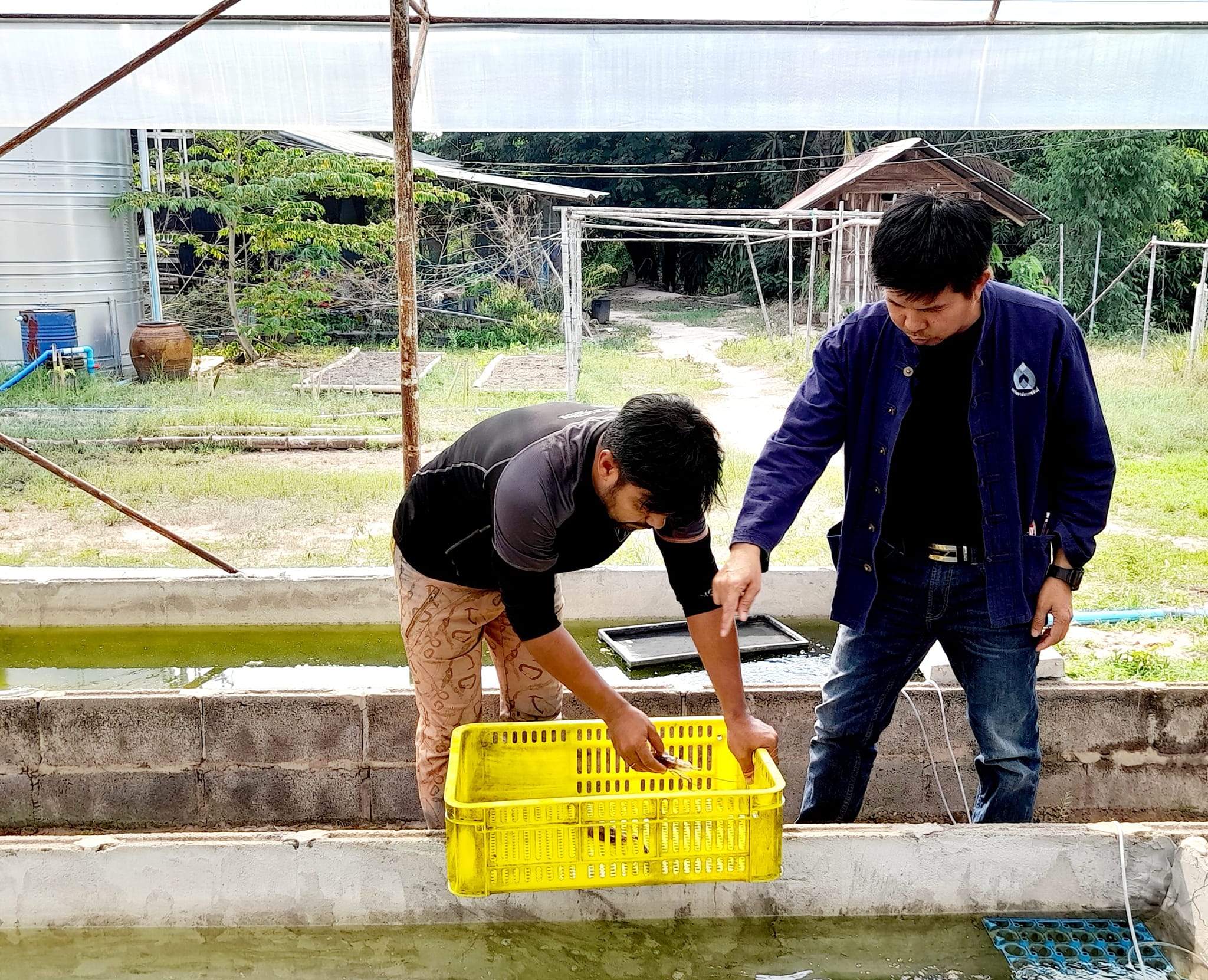 การเลี้ยงกุ้งก้ามกราม